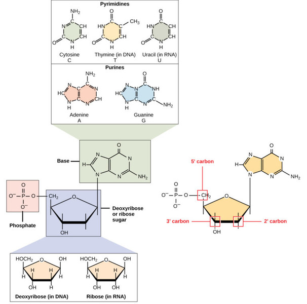 Study guide illustration
