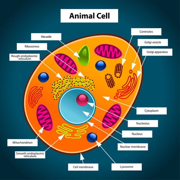 Study guide illustration