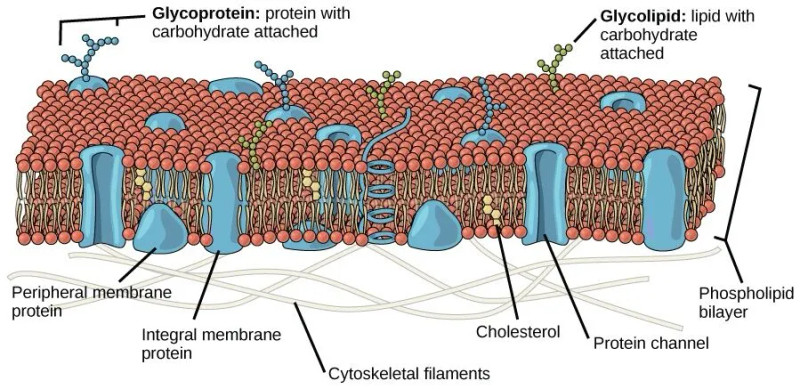 Study guide illustration