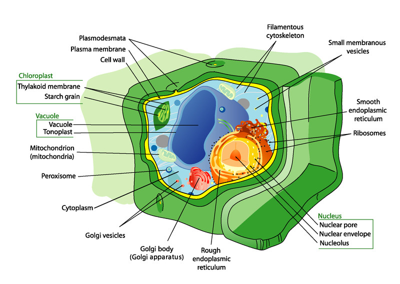 Study guide illustration