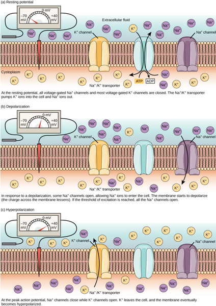 Study guide illustration