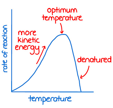 Study guide illustration