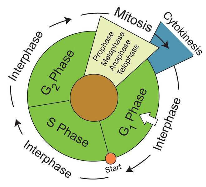 Study guide illustration