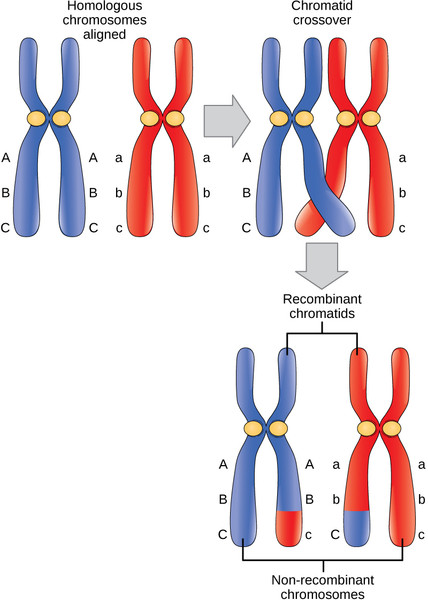 Study guide illustration