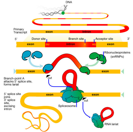 Study guide illustration