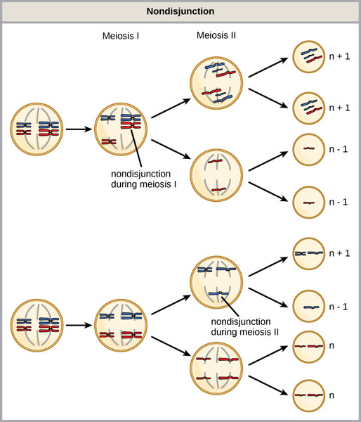 Study guide illustration