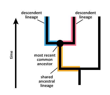 Study guide illustration