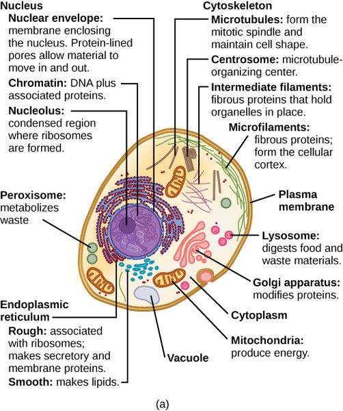 Study guide illustration