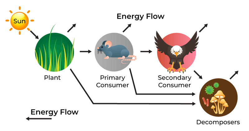 Study guide illustration