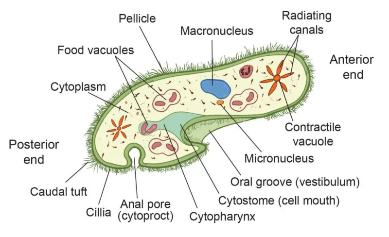 Study guide illustration