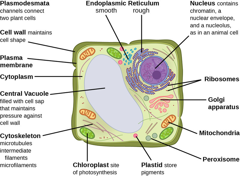Study guide illustration