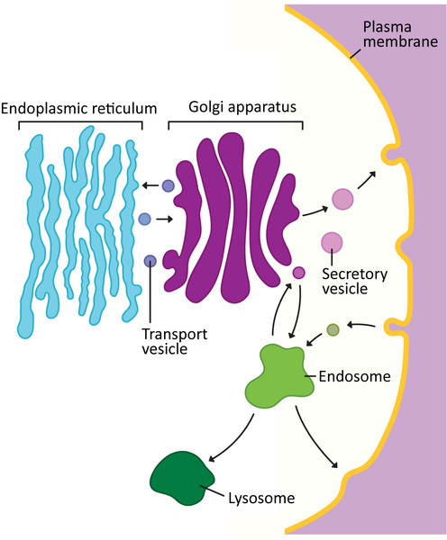 Study guide illustration