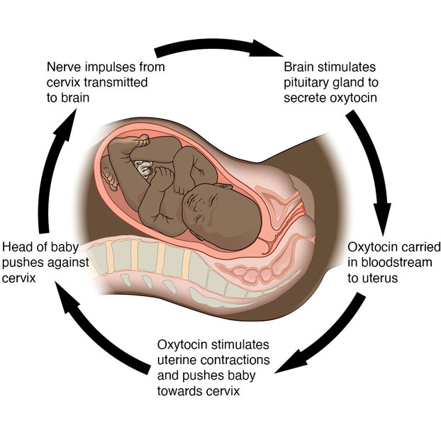 Study guide illustration