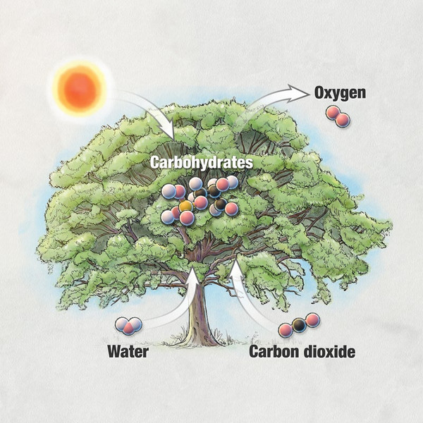 Study guide illustration