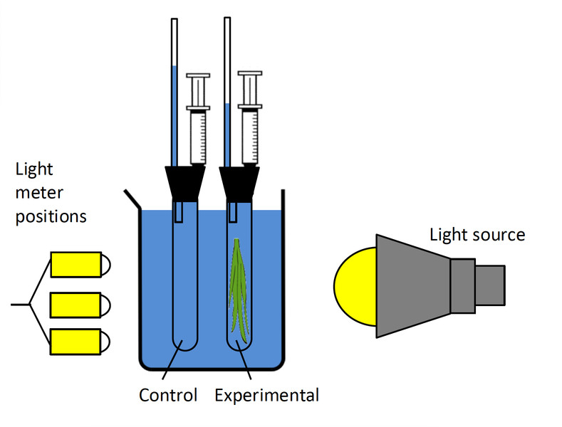 Study guide illustration