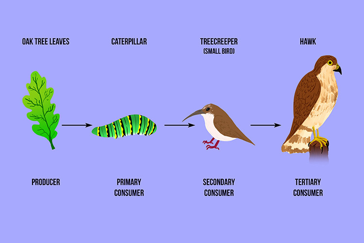 Study guide illustration