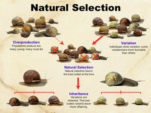 Study guide illustration