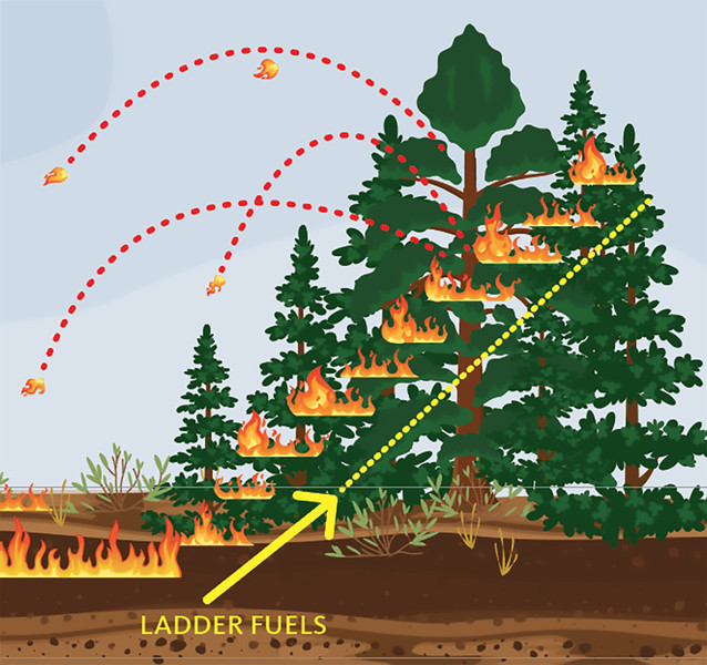 Study guide illustration