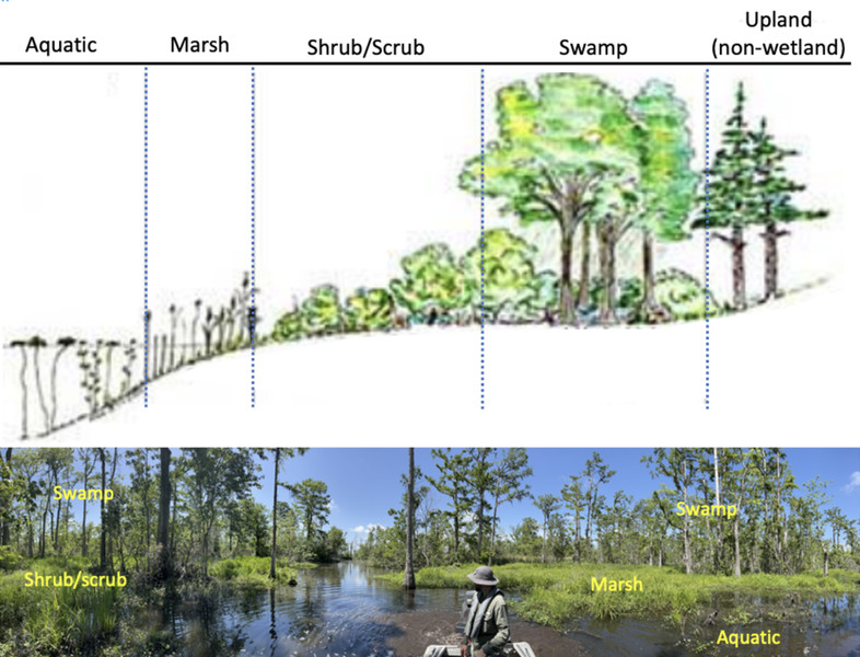 Study guide illustration