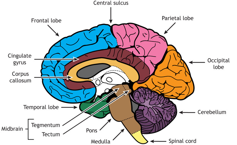 Study guide illustration