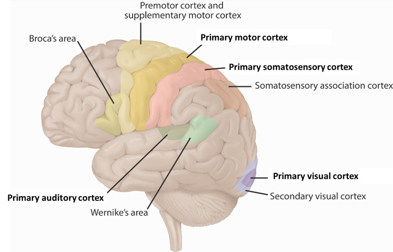 Study guide illustration