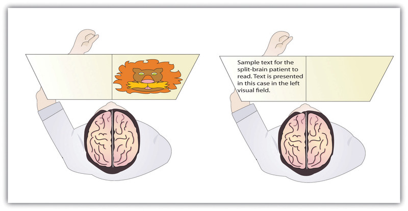 Study guide illustration