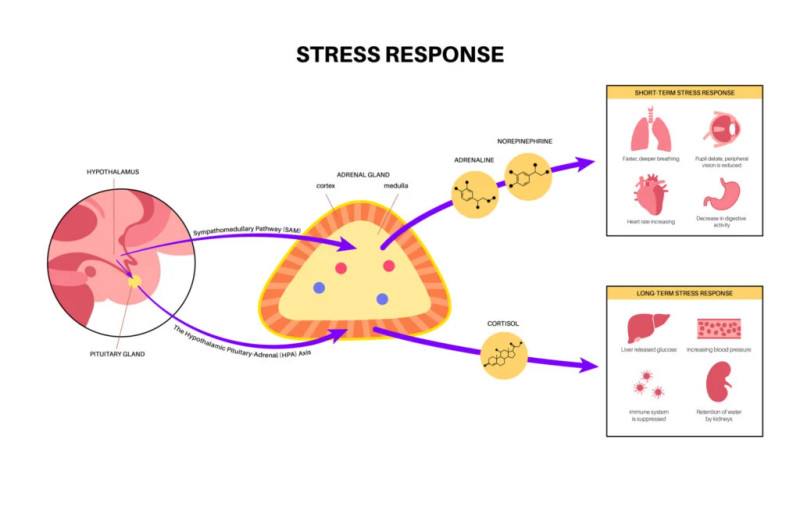 Study guide illustration